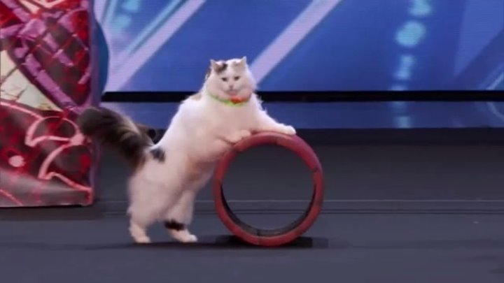 Украинские дрессировщицы кошек наповал сразили судей America's Got Talent 2018