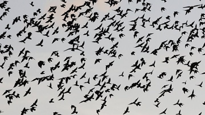 Огромная стая птиц в Томилино