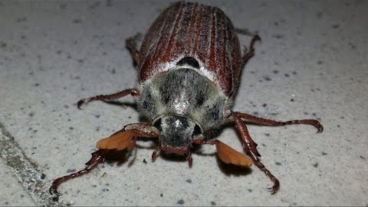 Майский жук.Вечерняя жизнь майских жуков в лагере.Chafer.Evening life of the May beetles.(C)UNOSTMK