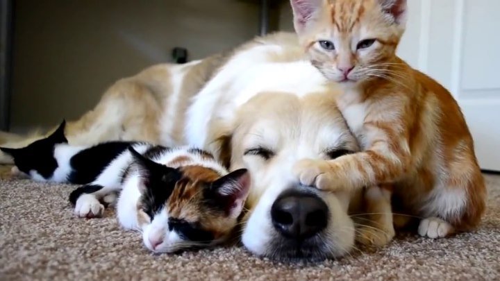 Собака и котята - Дружная семья! (720p) ✔