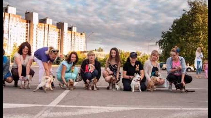 Выставки собак 2015: 19 сентября состоится "Кубок Металлурга 2015-САС- WKU"