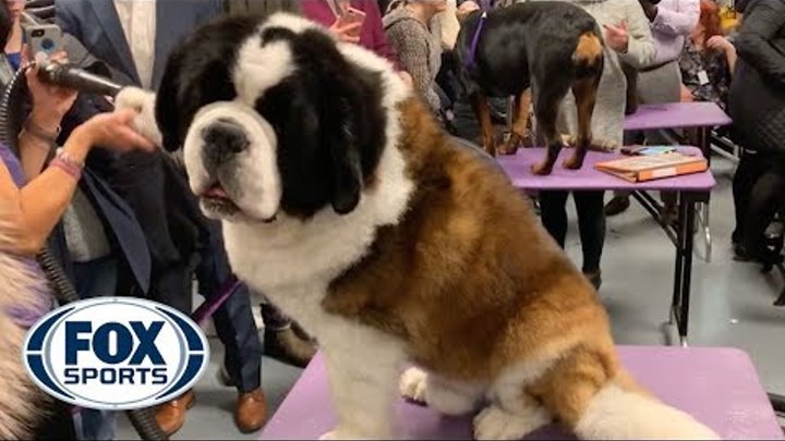 Watch the dogs of the Westminster Kennel Club Dog Show get groomed backstage | FOX SPORTS