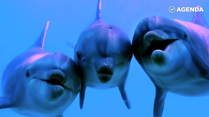 Всемирный день китов и дельфинов