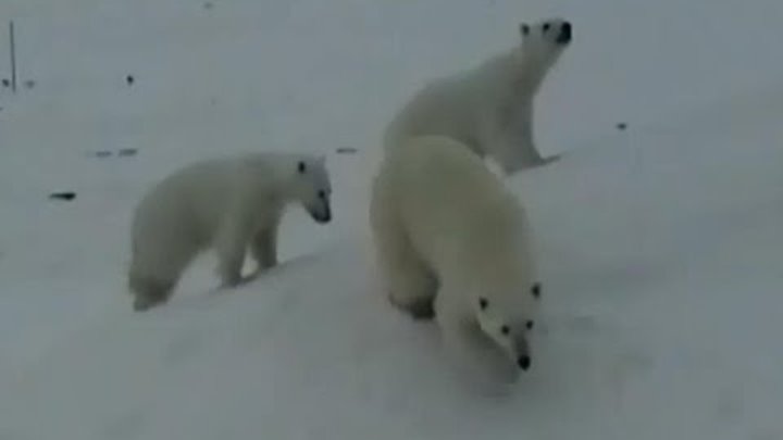 Три белых медведя рядом с людьми ракетница спасла. Three polar bears and a flare-gun