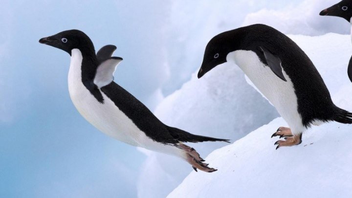 Кусто - Полет пингвина