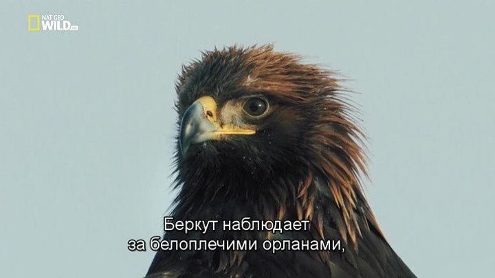 Реальные "Злые птицы" (документальный фильм, 2014)