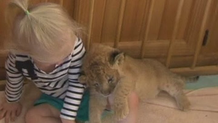 TODDLER'S PET LION: Cub shares play pen with 3-yr-old