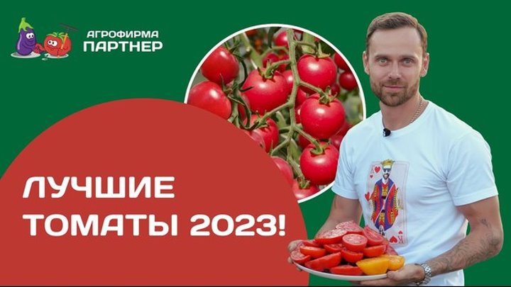 Лучшие томаты 2023!