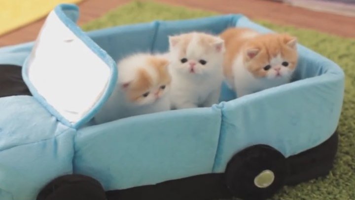Три одномесячных котенка играют с мамой-кошкой
