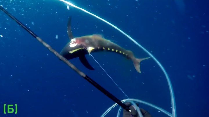 Эпическая битва дайвера с акулами из-за тунца.