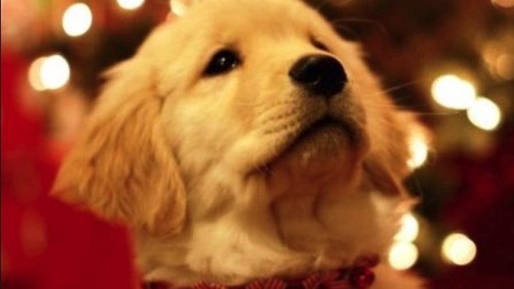 Новогодние приметы на удачу, как встретить 2018 год Желтой Собаки.
