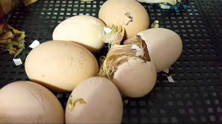 Рождение цыпленка, вылупление цыпленка из яйца