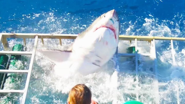 В Мексике гигантская белая акула прорвалась в клетку с дайвером