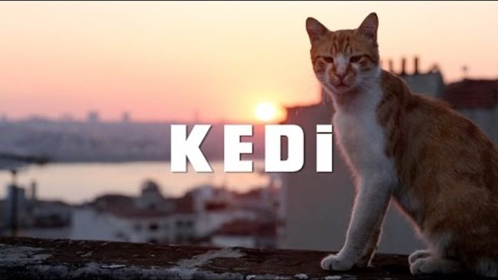 KEDI (2016 г.) - он же девять жизней - Кошки в Стамбуле - ТРЕЙЛЕР