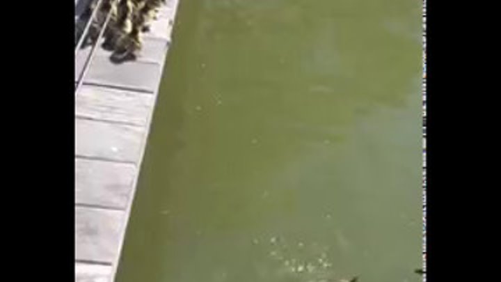 Утята прыгают за мамой Family of Ducks Jump into Water