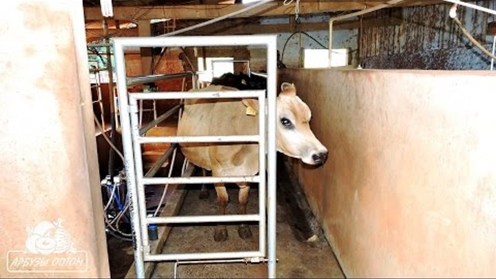 Процесс доения коров на фазенде (Бразилия) 14 02 2017