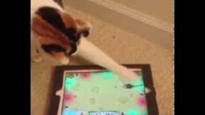Cat plays iPad game Кот играет на Айпаде