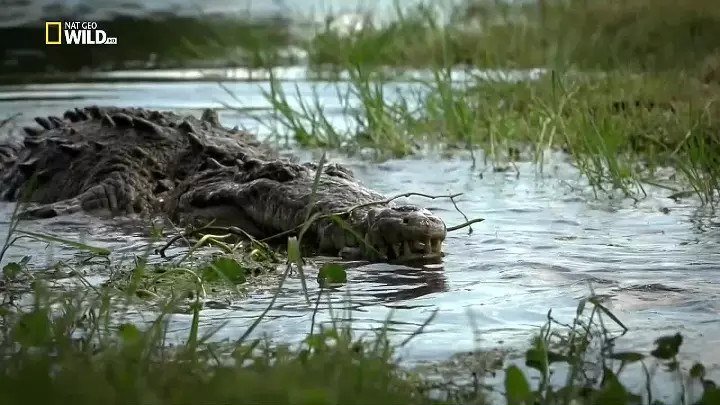 Битва болотных драконов (документальный фильм, 2017)