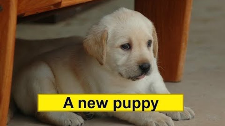 Аудирование для детей на английском языке. Текст "A new puppy." Listen to the text "A new puppy".