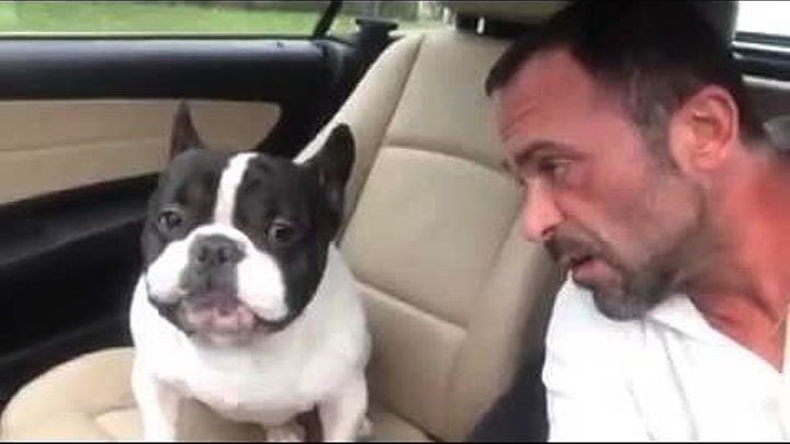 Собака в машине подпевает хозяину