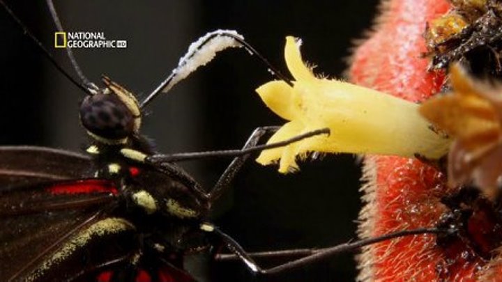Удивительные насекомые (документальный фильм,2015)