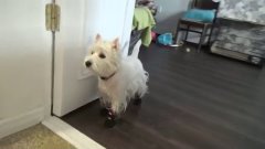 Petra TV - 15 episode. West highland white terrier