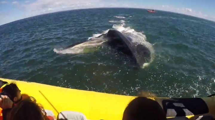 Огромный кит проплыл прямо под лодкой с туристами..