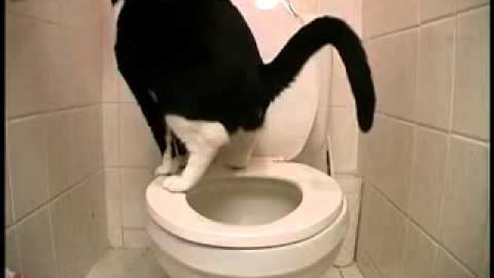 Eine Katze macht Toilette.flv