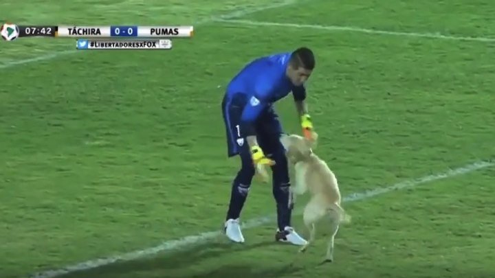 Очень довольная собака на футбольном поле!