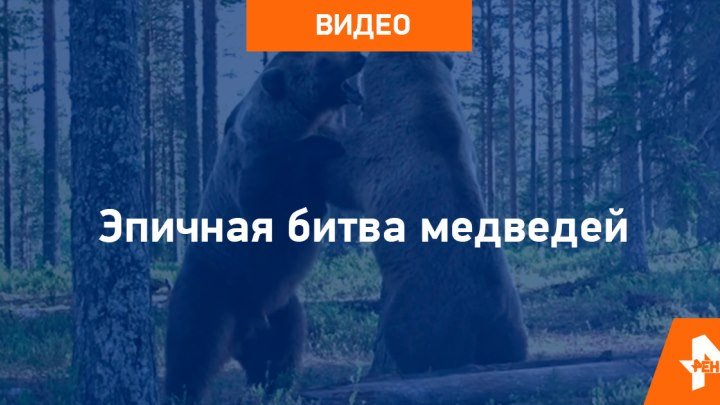 Сибирский медведь дозор. Битва медведя и человека реклама. Битва с медведем Ярославль. Ночной дозор медведь превращение.