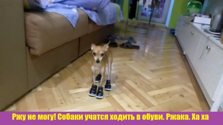 Ржу не могу! Собаки учатся ходить в обуви. Ржака. Ха ха 🐶🐶🐶