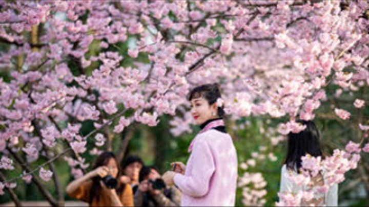 Сакура зацвела в Японии. Цветущие сады привлекли сотни туристов