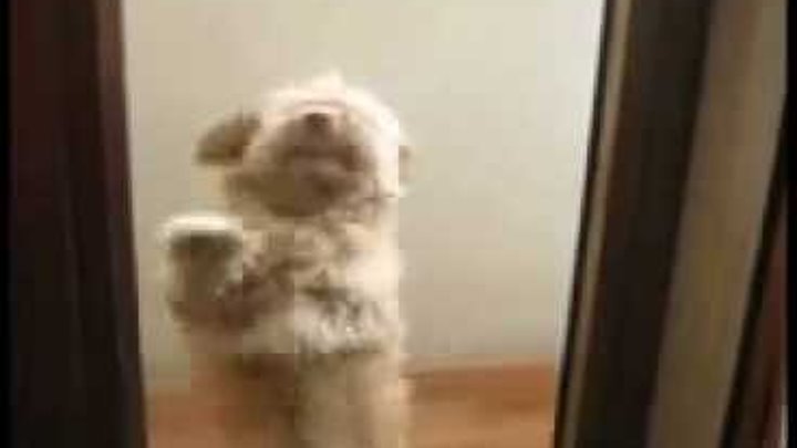 Dog dancing cane che balla la salsa perro bailando