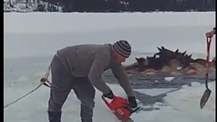 Мужчины несколько часов ломали лед...Спасение лосей!