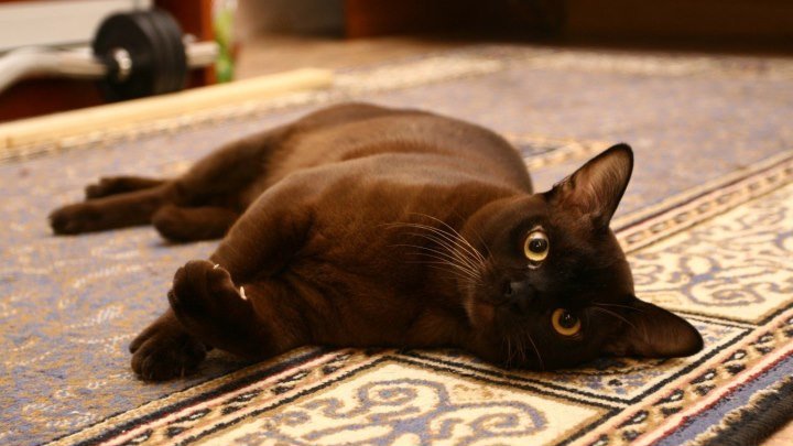 Бурманская Европейская.Невероятно красивая порода кошек.Блестящая шерсть шоколадного цвета