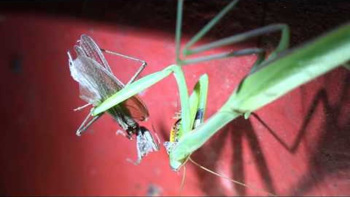 Самка богомола пожирает самца /female praying mantis has eaten the male