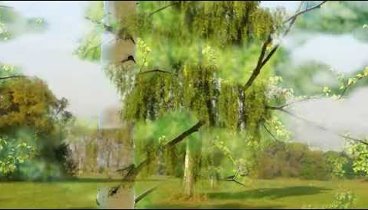 Береза Береза