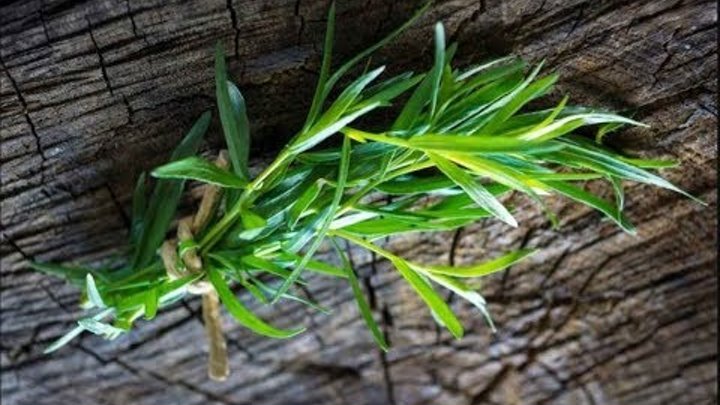 Tarragon / Tárkony Herbst