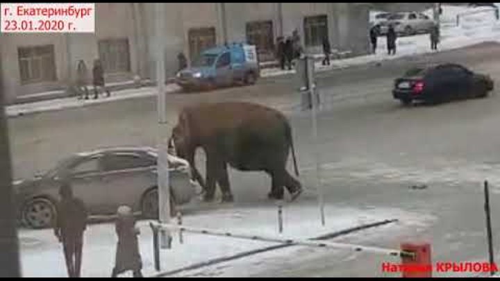 Слоны сбежали в Екатеринбурге. Слон сбежал из цирка Екатеринбург. Из зоопарка сбежал слон. Бешеные слоны в Екатеринбурге. В екатеринбурге сбежал