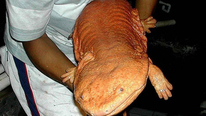 Японский школьник обнаружил гигантскую саламандру