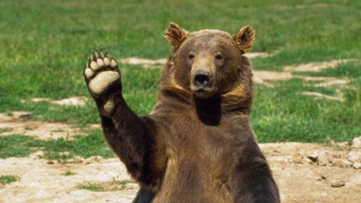 Такого умного медведя, Вы никогда не видели! СМОТРЕТЬ ДО КОНЦА ! )))))