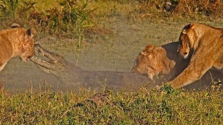 Битва львов и крокодилов