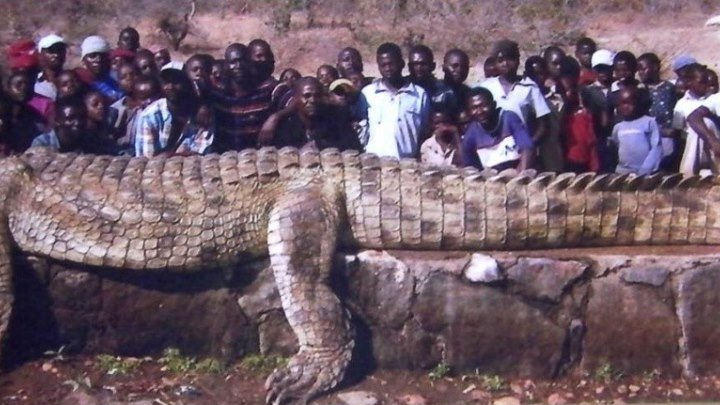 Пойман самый большой крокодил в мире.