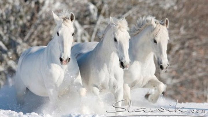 Три белых коня.