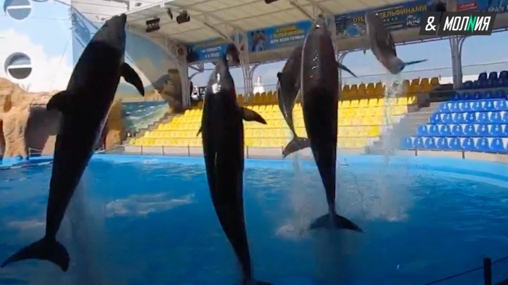 Минобороны РФ хочет купить 5 дельфинов