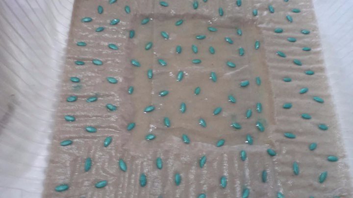 Проращивание семян огурцов на туалетной бумаге 28.03.2016