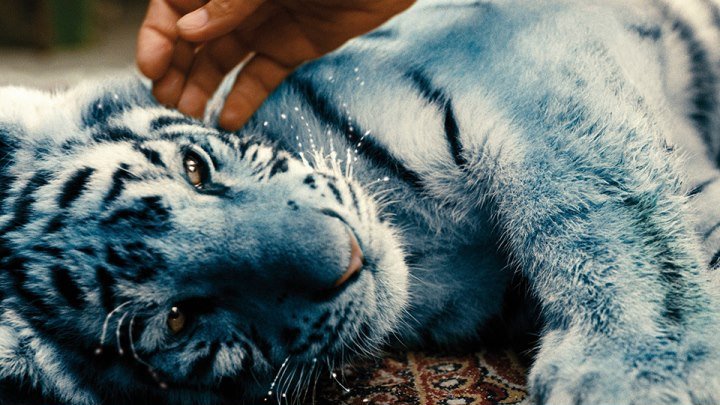 Синий тигр / Modrý tygr (2012) (Чехия) семейный, драма