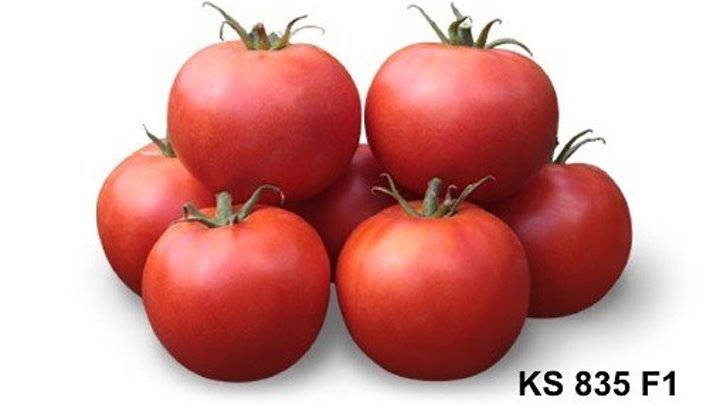Cемена Китано. Выращивание томата KS 835 F1