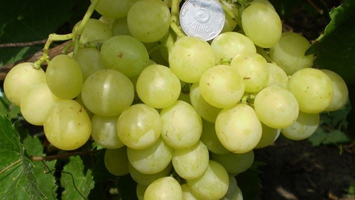 Виноград Рафинад (Grapes Rafinad) 2015