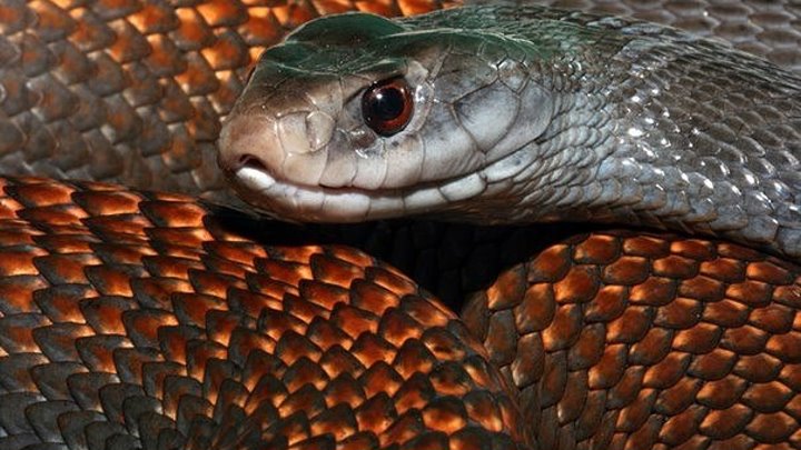 Самые опасные змеи в мире ( Документальный фильм)